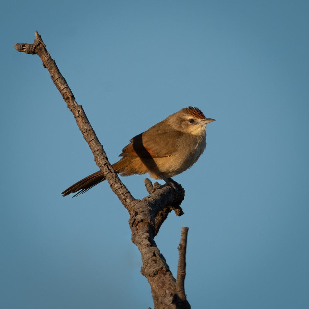 Rufous-fronted Thornbird (Rufous-fronted) - ML610115086