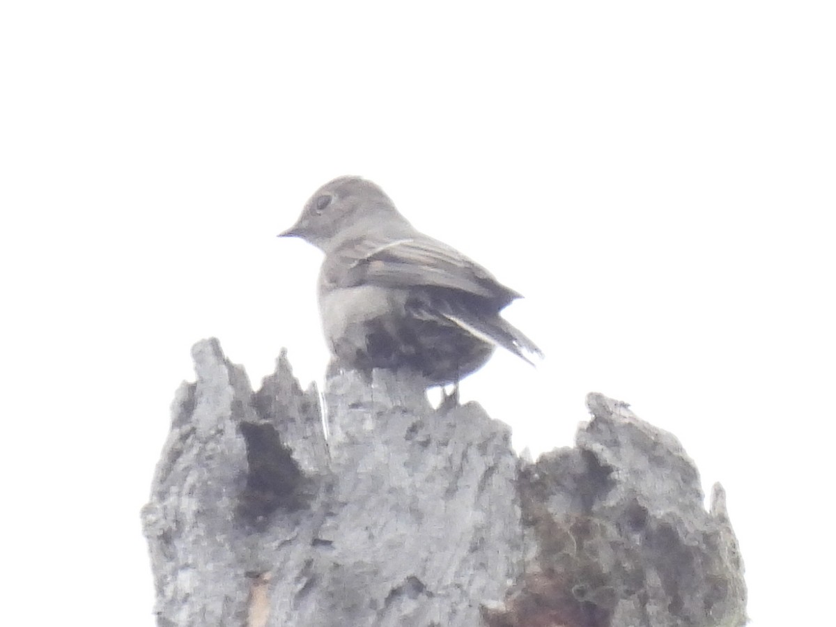 Townsend's Solitaire - ML610115205