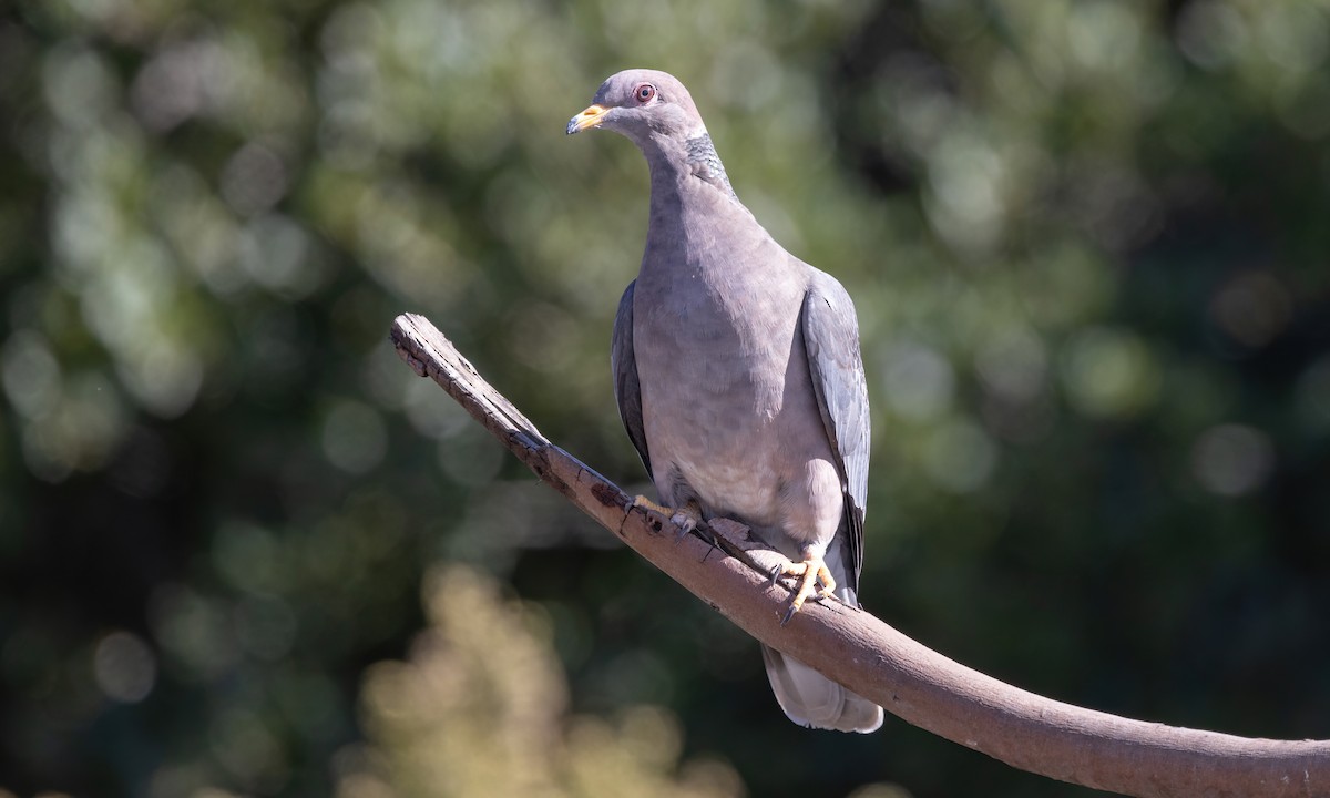 Band-tailed Pigeon (Northern) - ML610115887