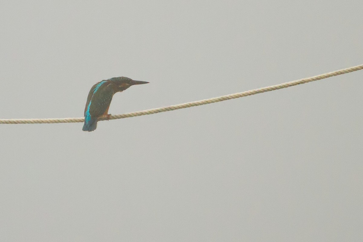 Common Kingfisher - ML610115942