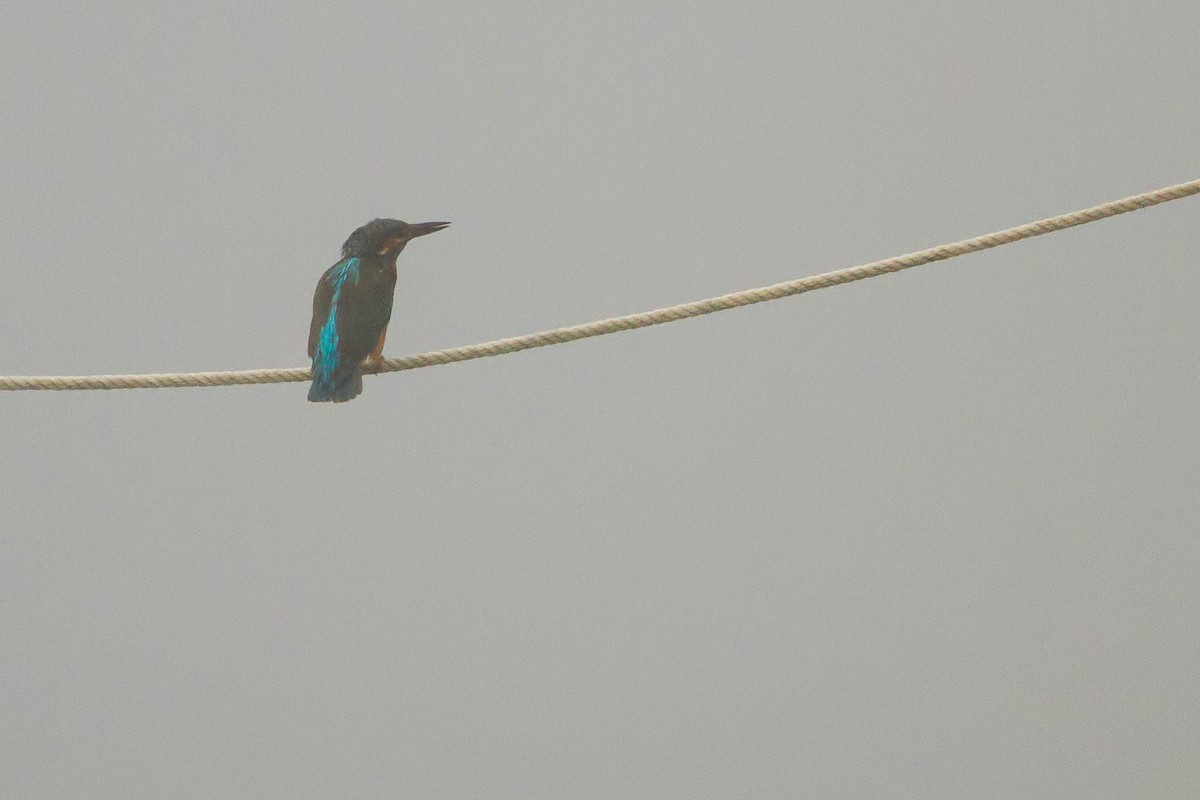 Common Kingfisher - Rei Segali