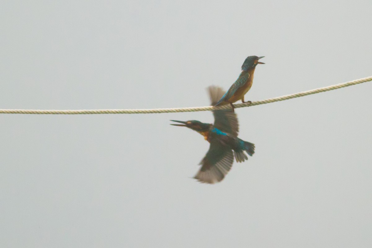Common Kingfisher - ML610115944
