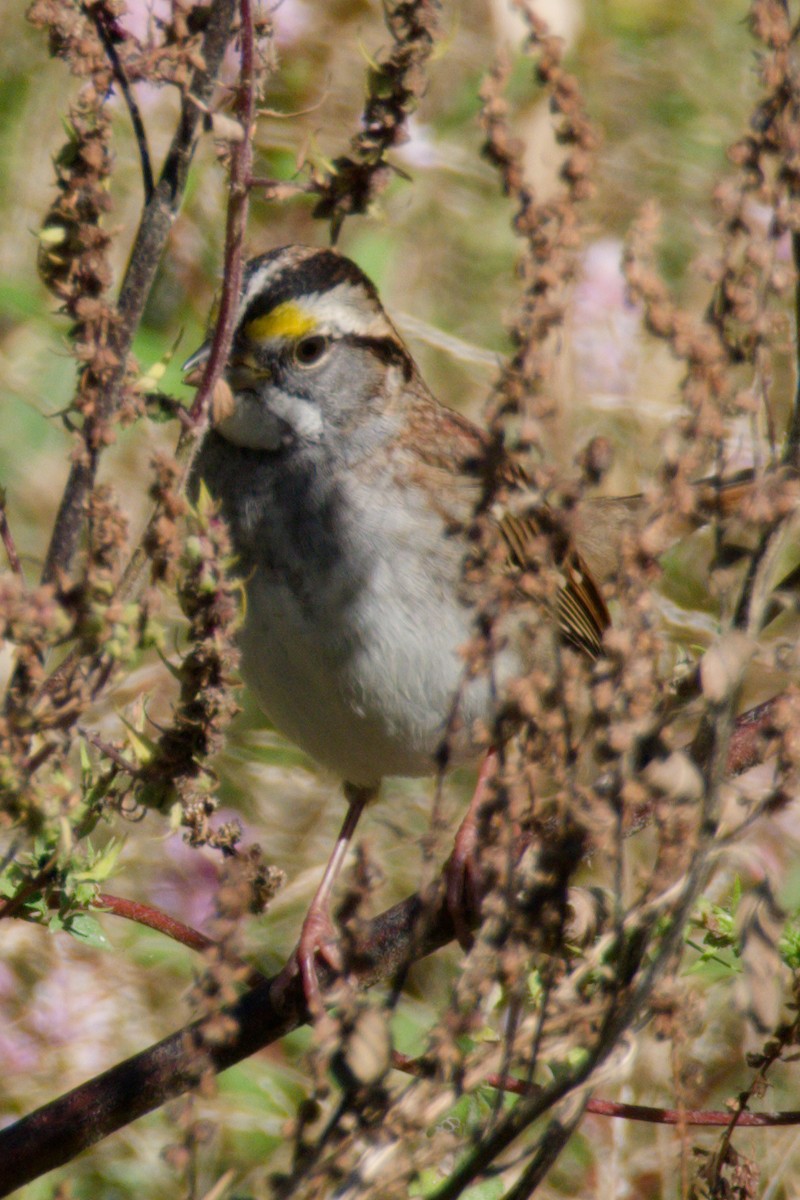 White-throated Sparrow - ML610115964