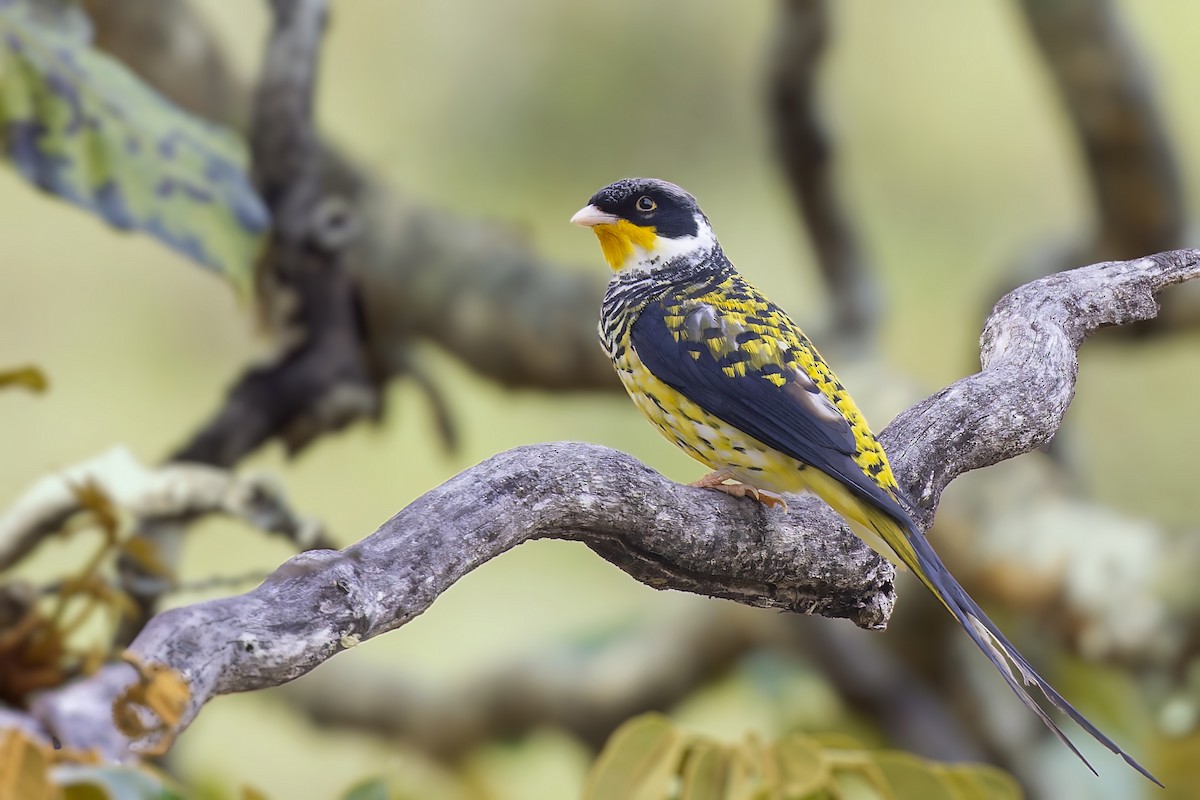 Swallow-tailed Cotinga (Palkachupa) - ML610116706