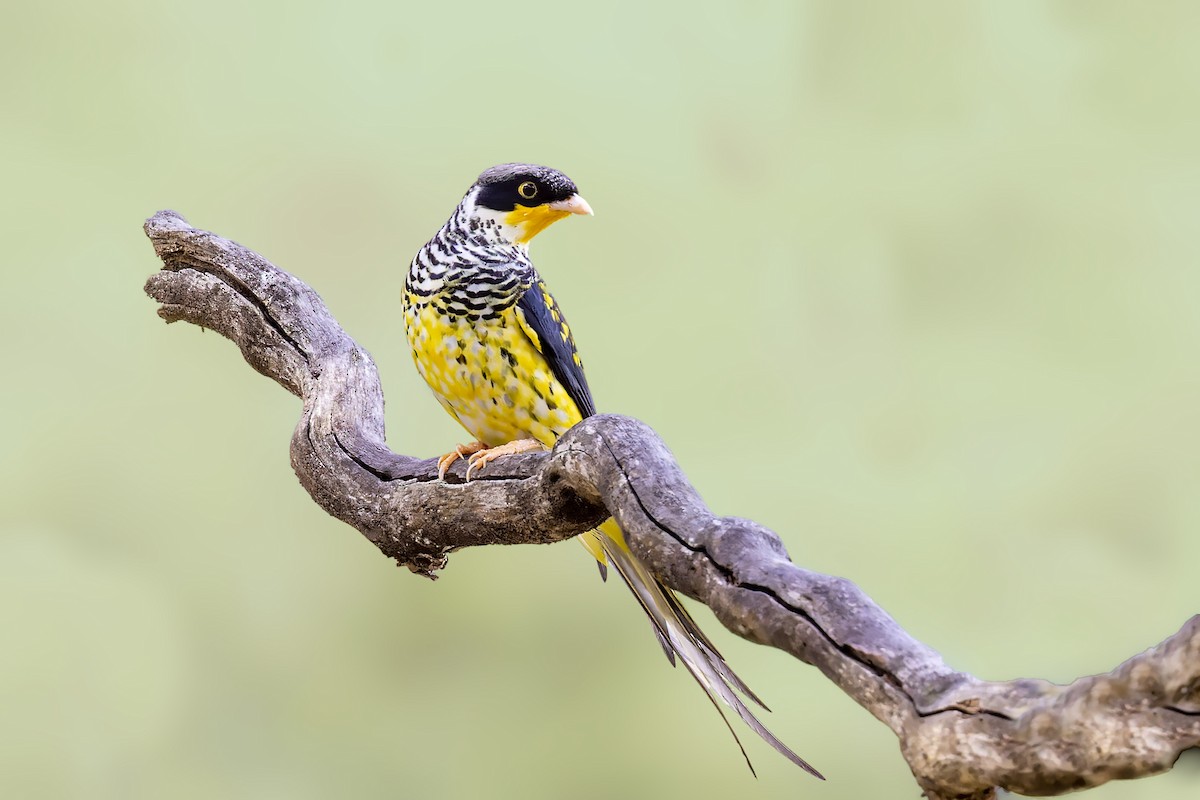 Swallow-tailed Cotinga (Palkachupa) - ML610116743