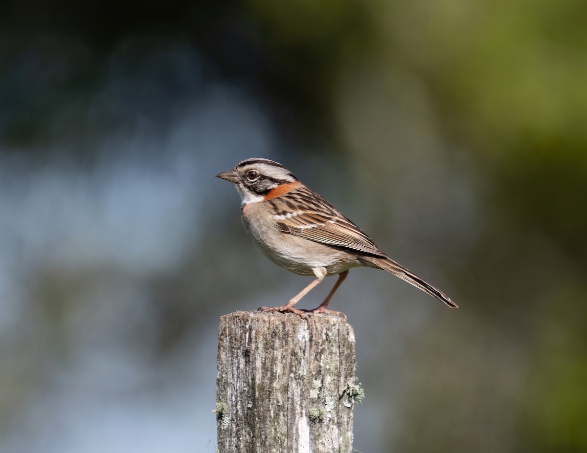 Rufous-collared Sparrow - ML610117084