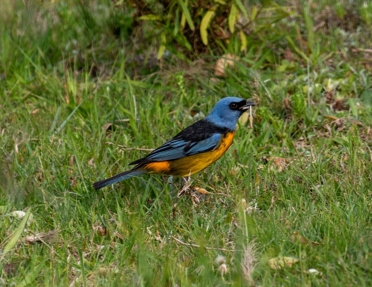Blue-and-yellow Tanager - ML610117264