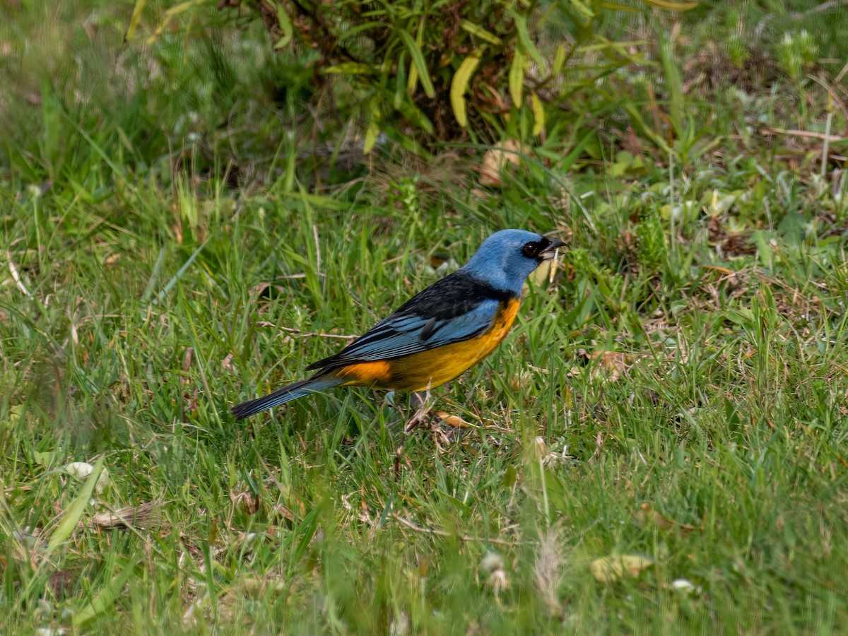 Blue-and-yellow Tanager - ML610117265