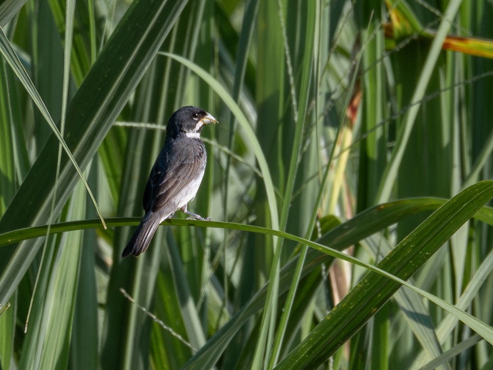 Double-collared Seedeater - ML610117278