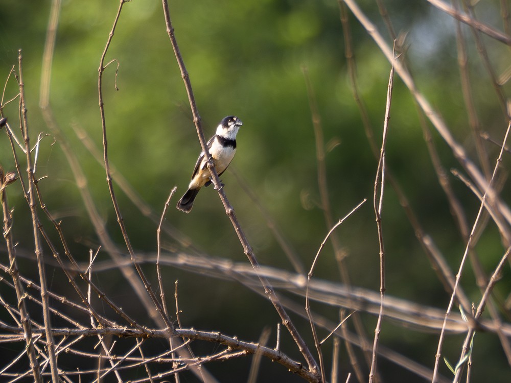 Rusty-collared Seedeater - ML610117283