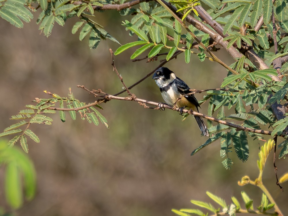 Rusty-collared Seedeater - ML610117284