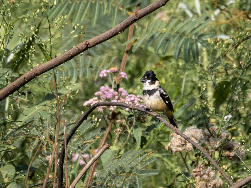 Rusty-collared Seedeater - ML610117285