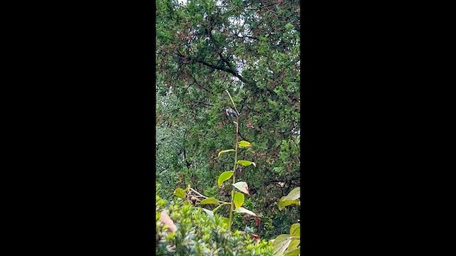Yakut Boğazlı Kolibri - ML610117408