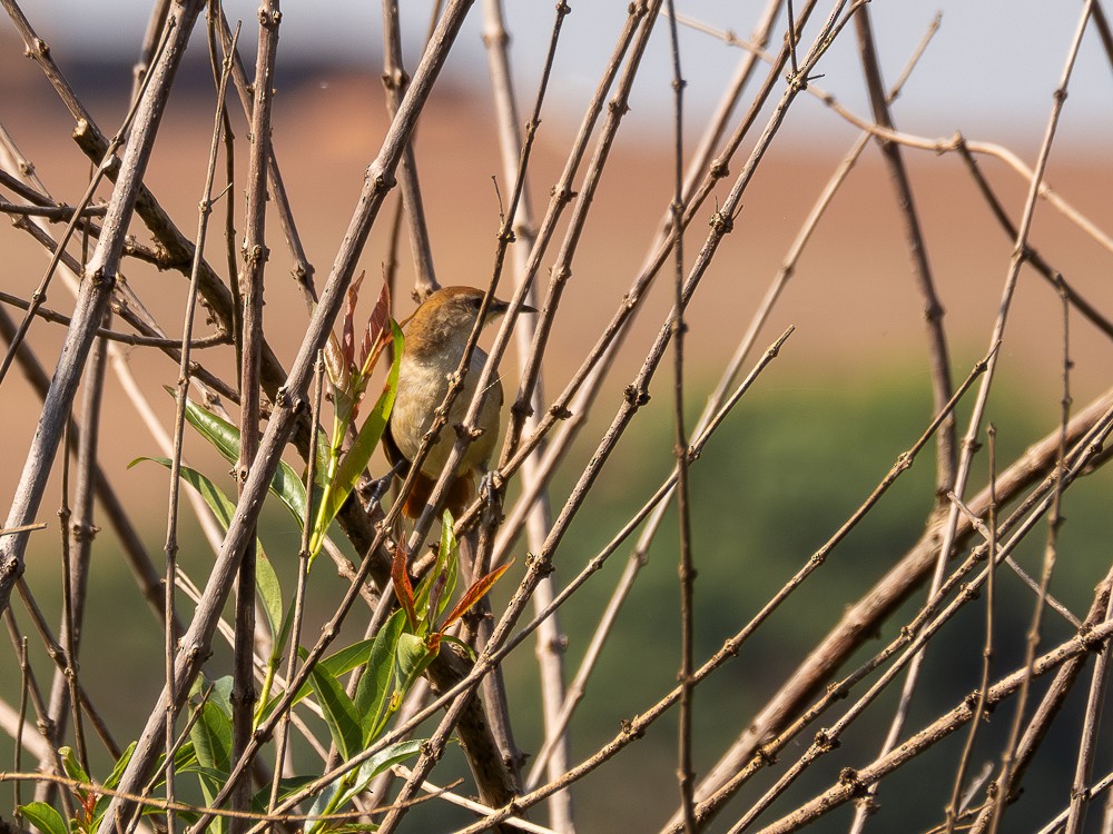 Yellow-chinned Spinetail - ML610117481