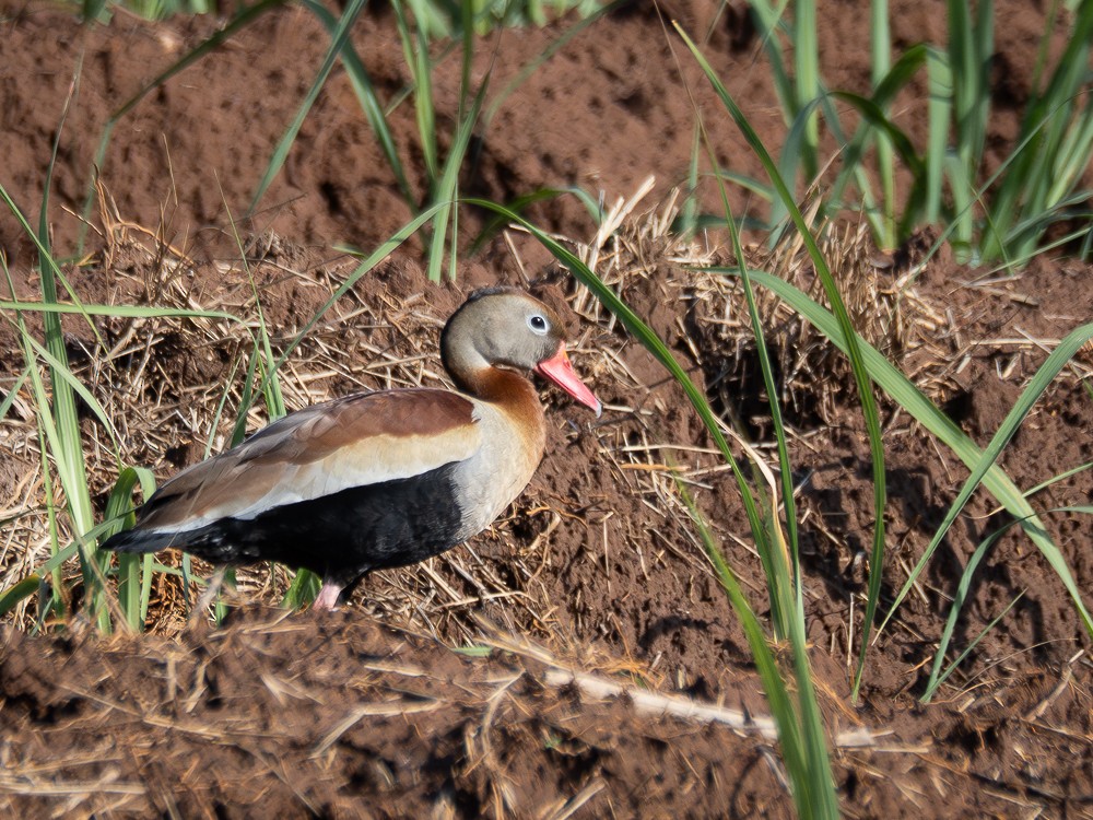 Black-bellied Whistling-Duck - Vitor Rolf Laubé