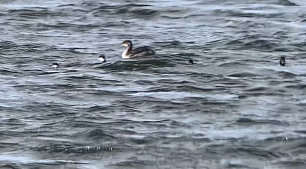 Red-necked Grebe - ML610117621