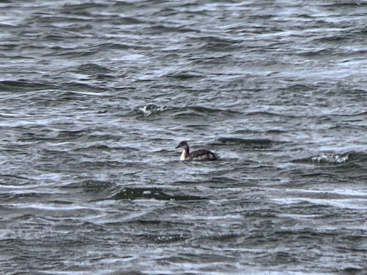 Red-necked Grebe - ML610117704