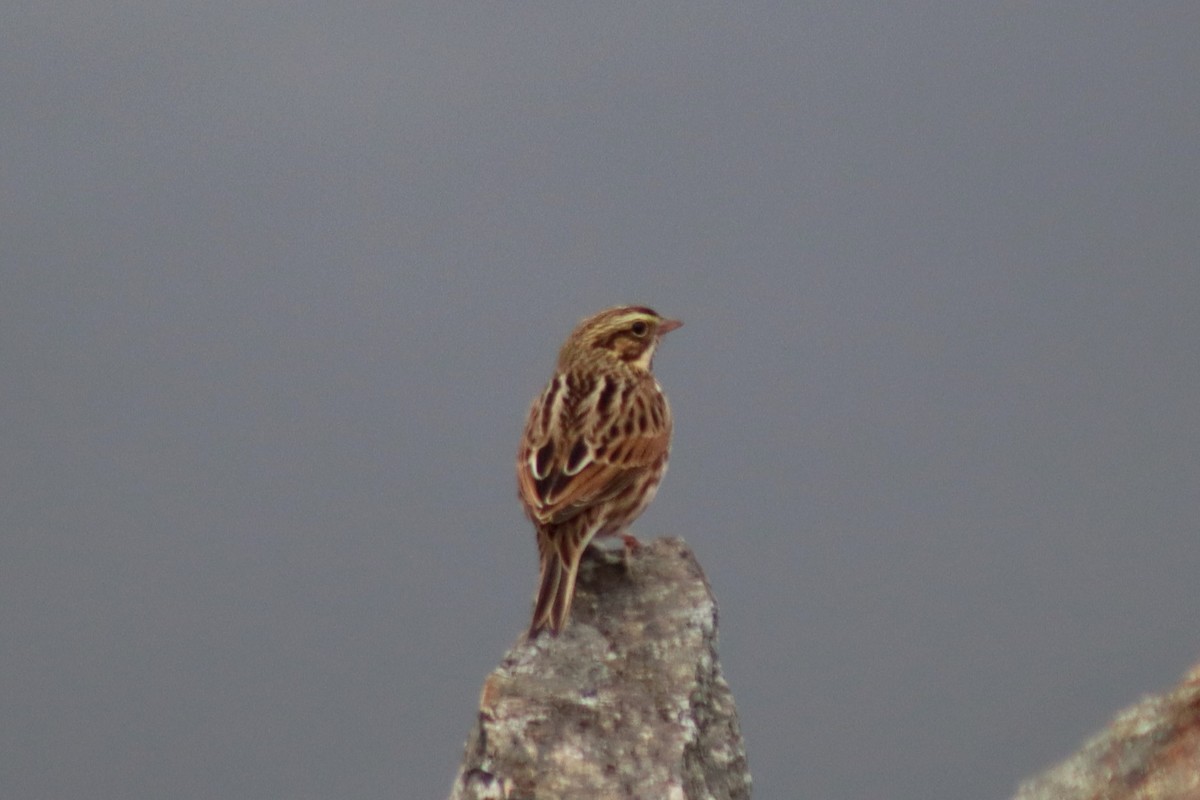 Savannah Sparrow - ML610117974