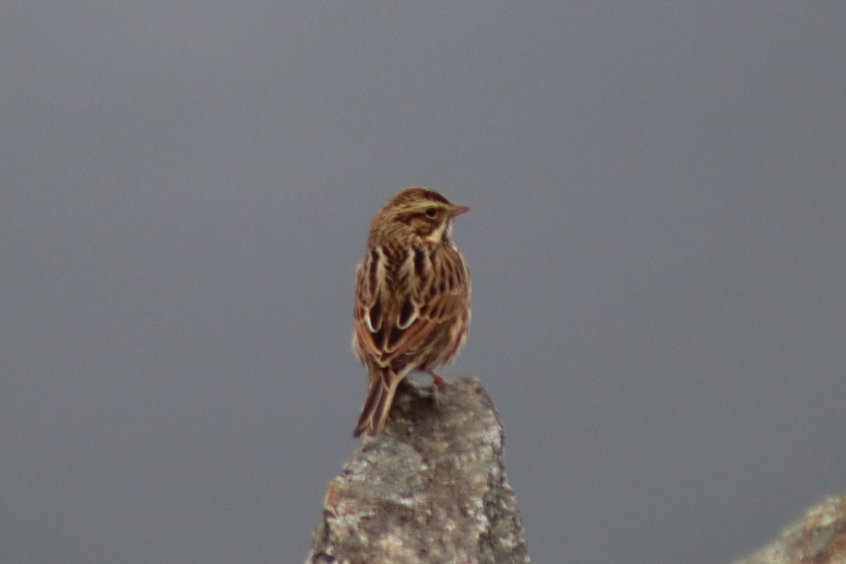 Savannah Sparrow - ML610117975