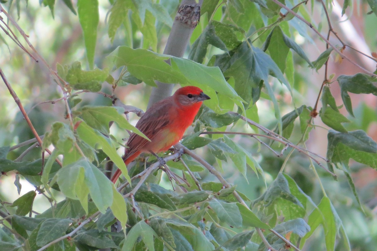 Hepatic Tanager - Gary Bowman