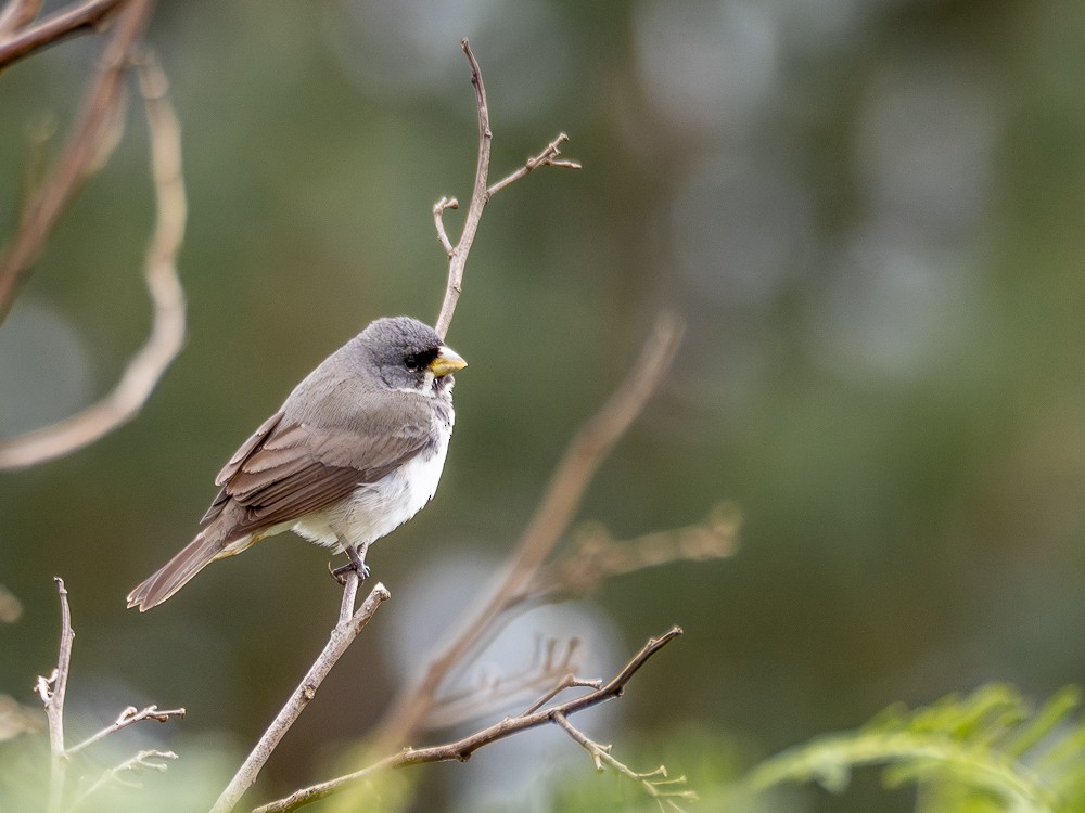 Double-collared Seedeater - ML610118805