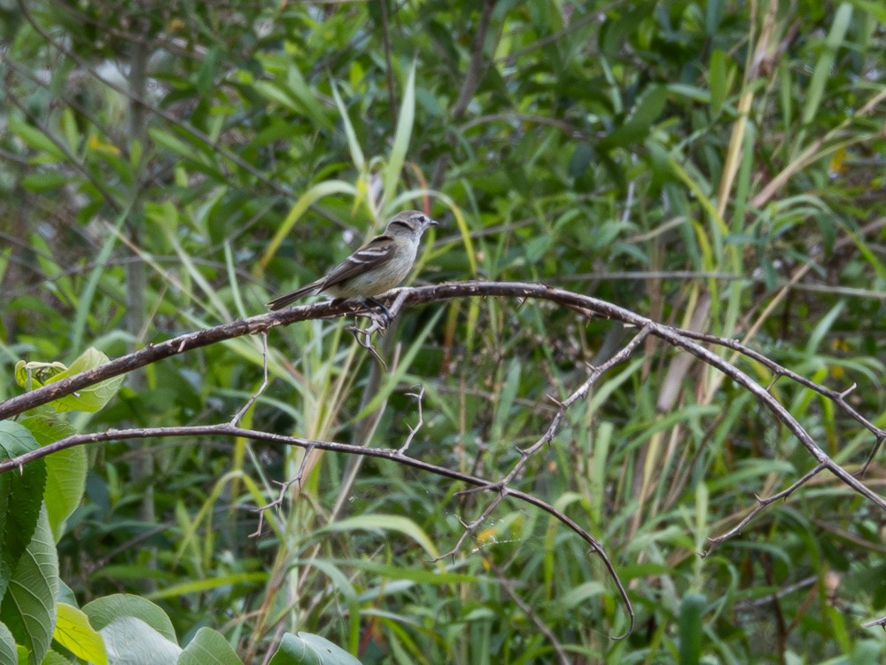 Southern Mouse-colored Tyrannulet - ML610118971