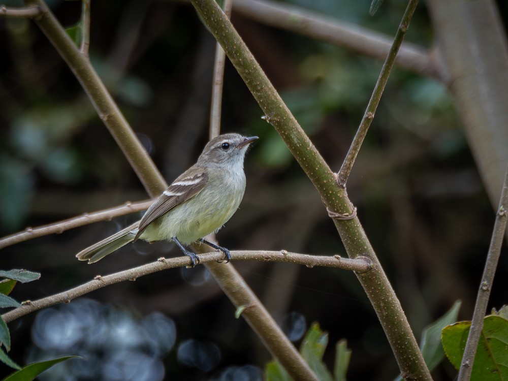 Southern Mouse-colored Tyrannulet - Vitor Rolf Laubé