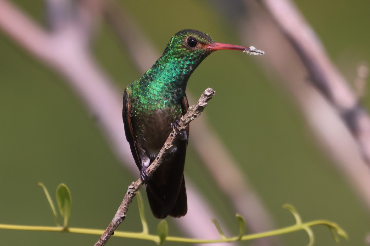 Rufous-tailed Hummingbird - ML610119067
