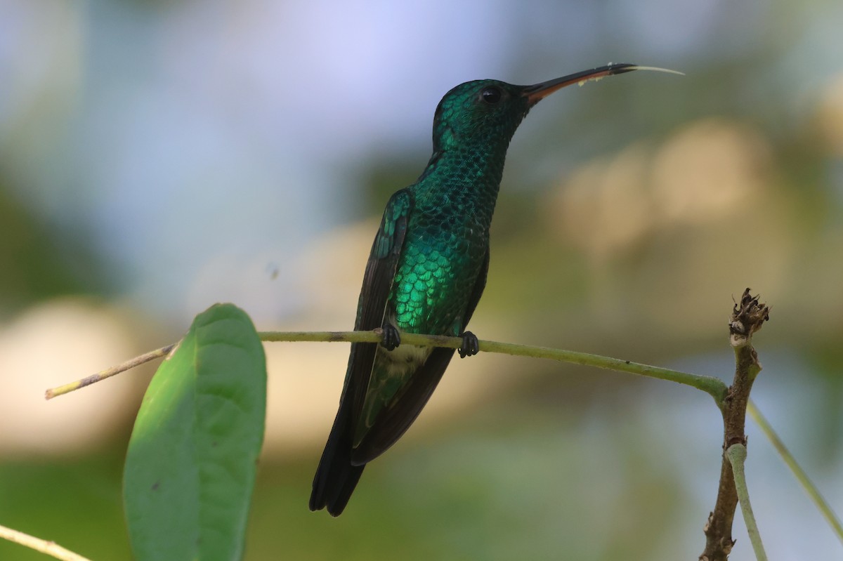 Shining-green Hummingbird - ML610119134