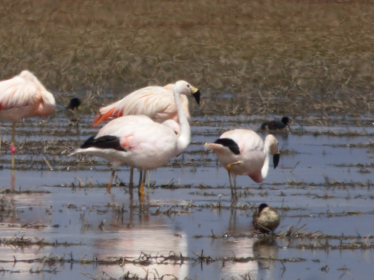 Andean Flamingo - ML610119456