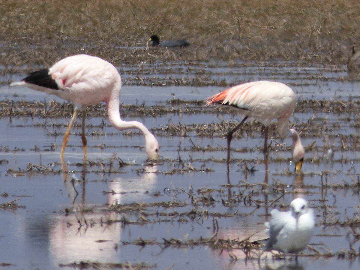 Andean Flamingo - ML610119512