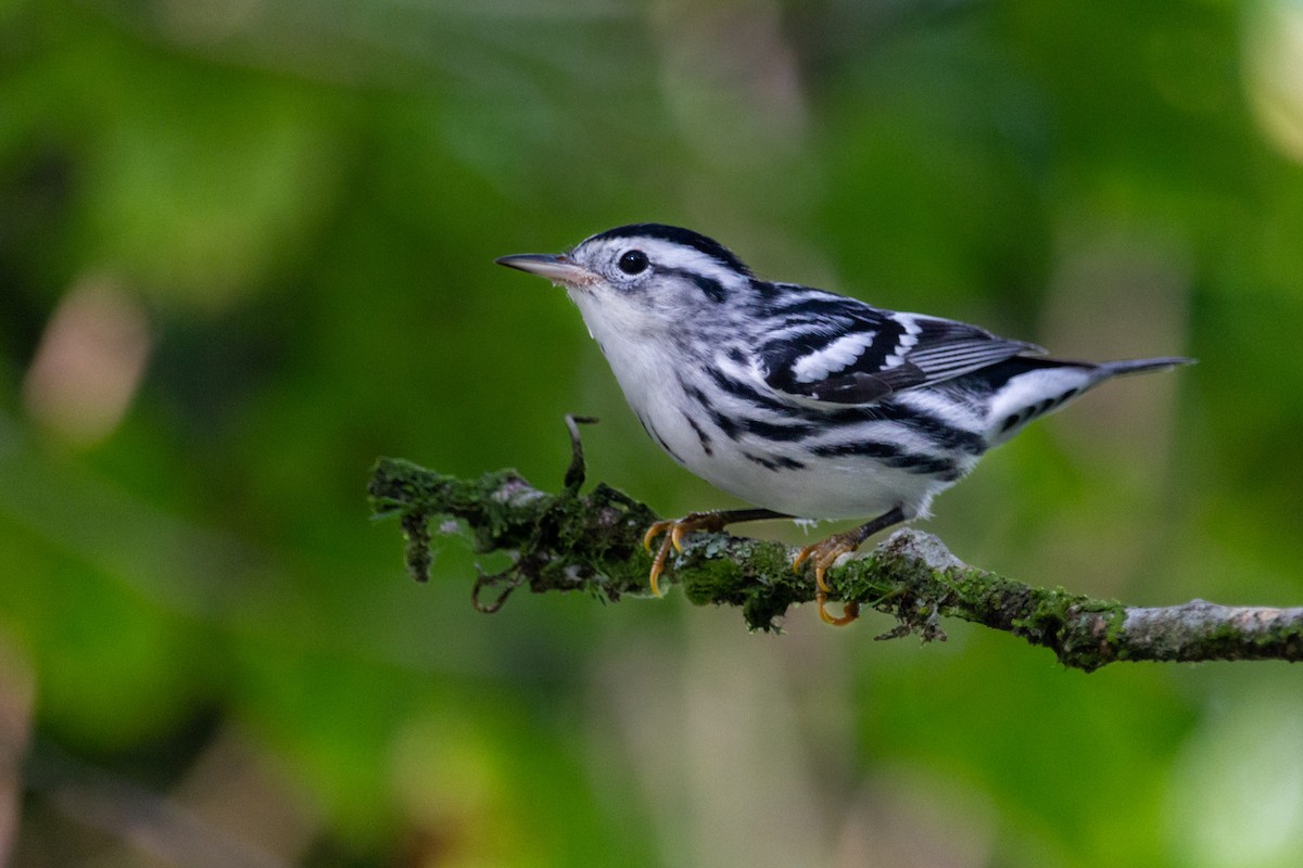 Black-and-white Warbler - ML610119519