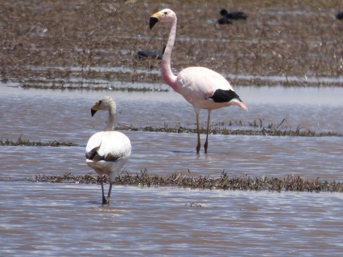 And Flamingosu - ML610119590