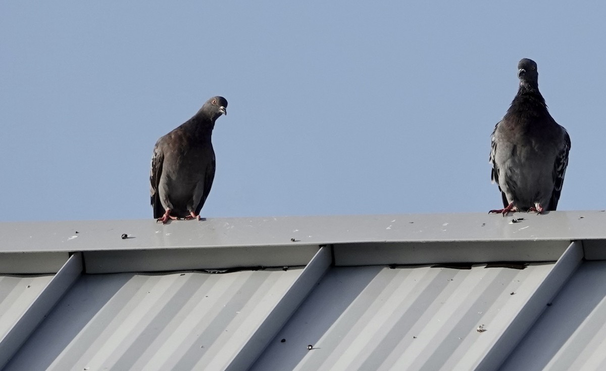 Rock Pigeon (Feral Pigeon) - ML610119855