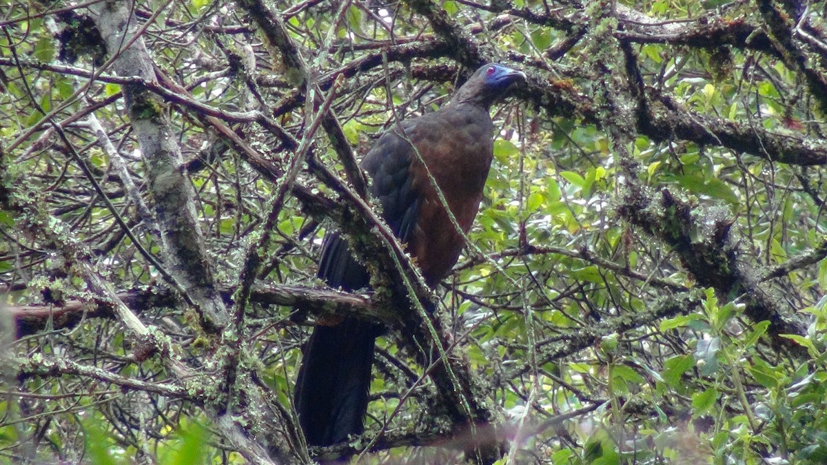 Sickle-winged Guan - ML610119988