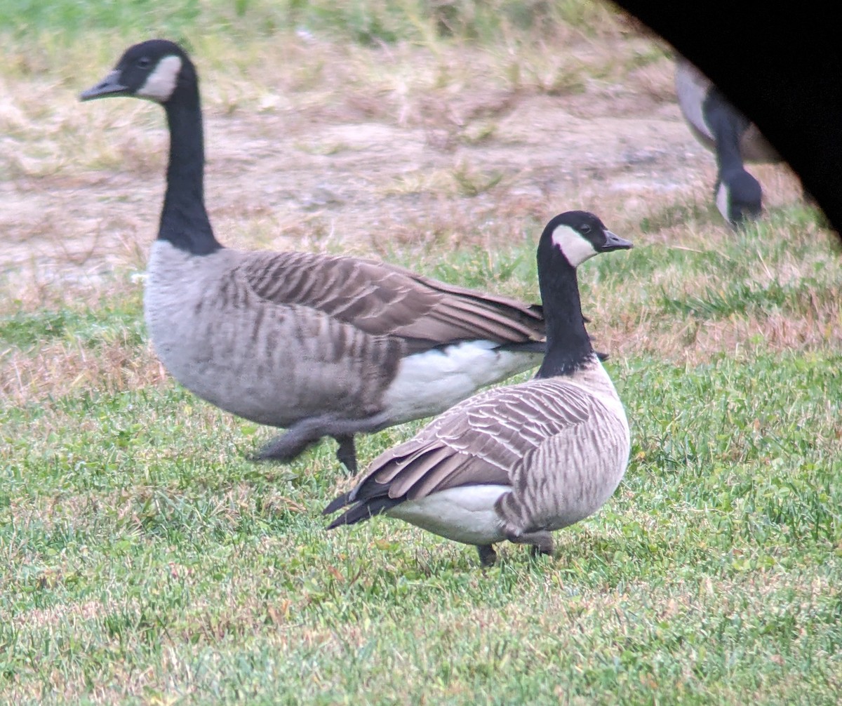Cackling Goose (Richardson's) - ML610120402