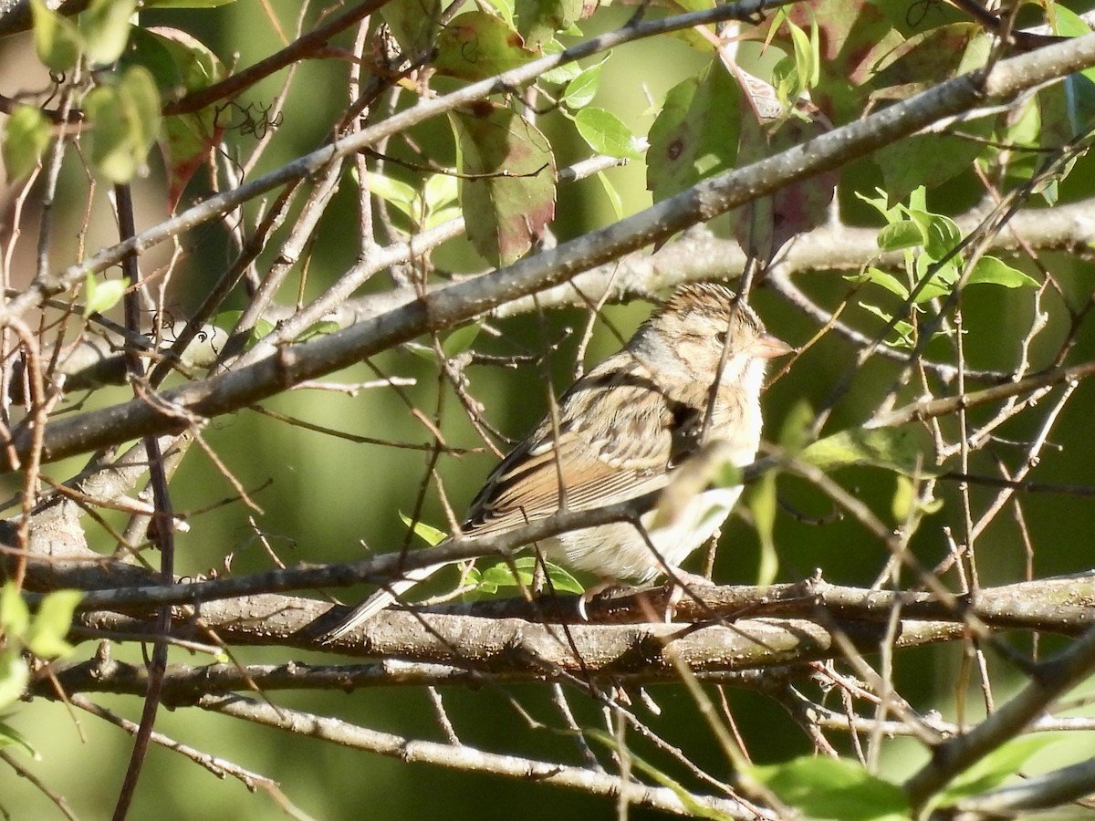 Clay-colored Sparrow - ML610120452