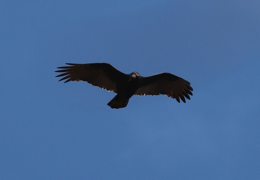 Turkey Vulture - ML610120823