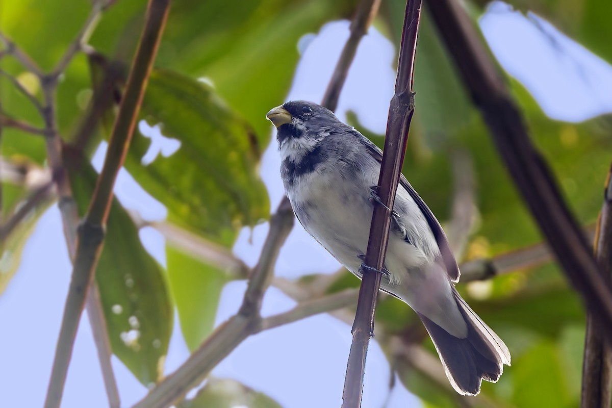 Double-collared Seedeater - ML610121110