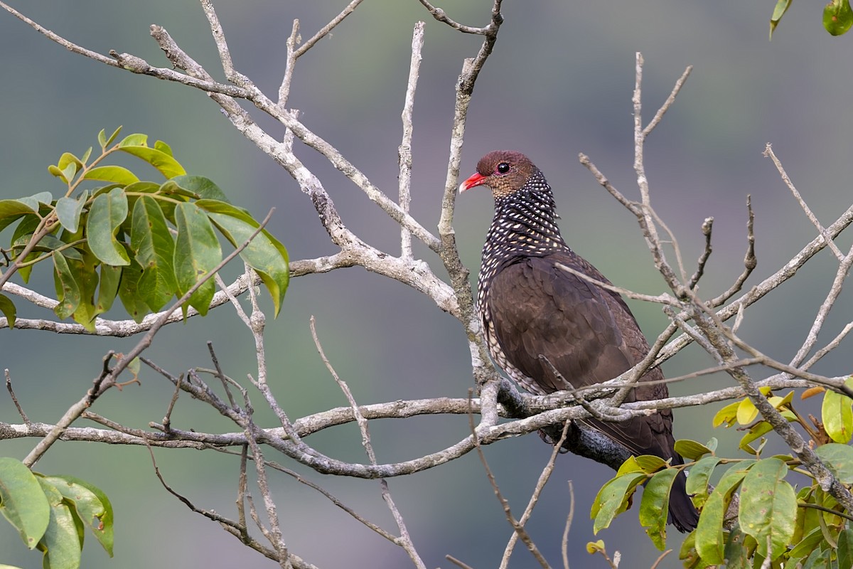 Scaled Pigeon - ML610121146