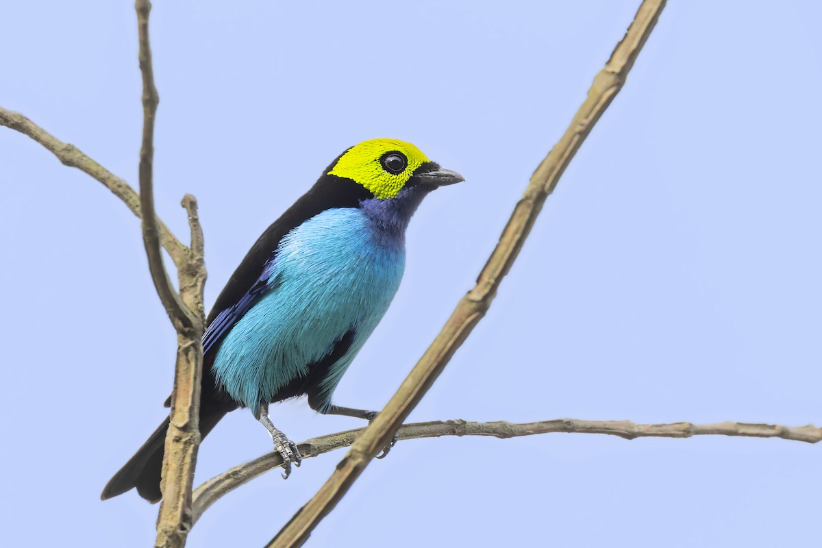 Paradise Tanager - ML610121153