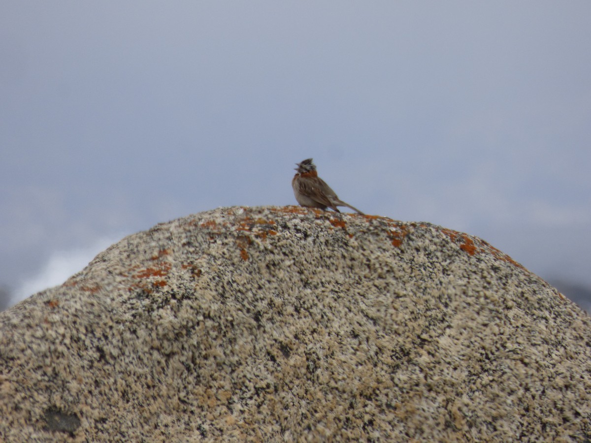 Rufous-collared Sparrow - ML610121307
