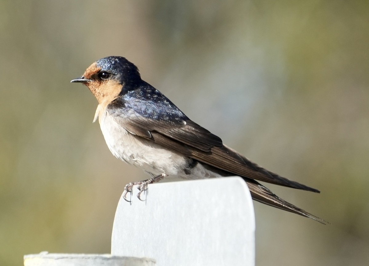 Welcome Swallow - ML610121640