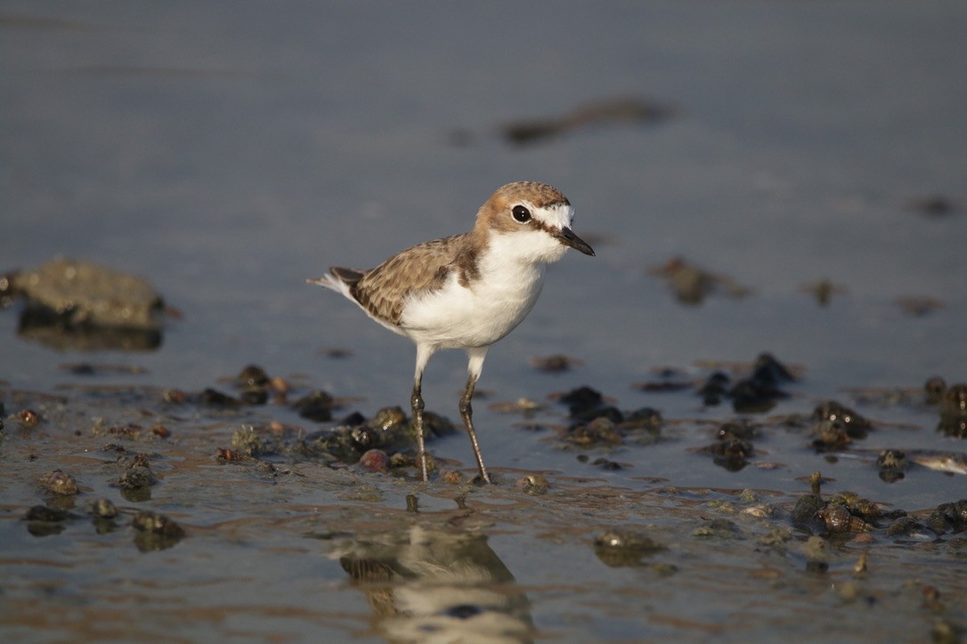 Red-capped Plover - ML610122048