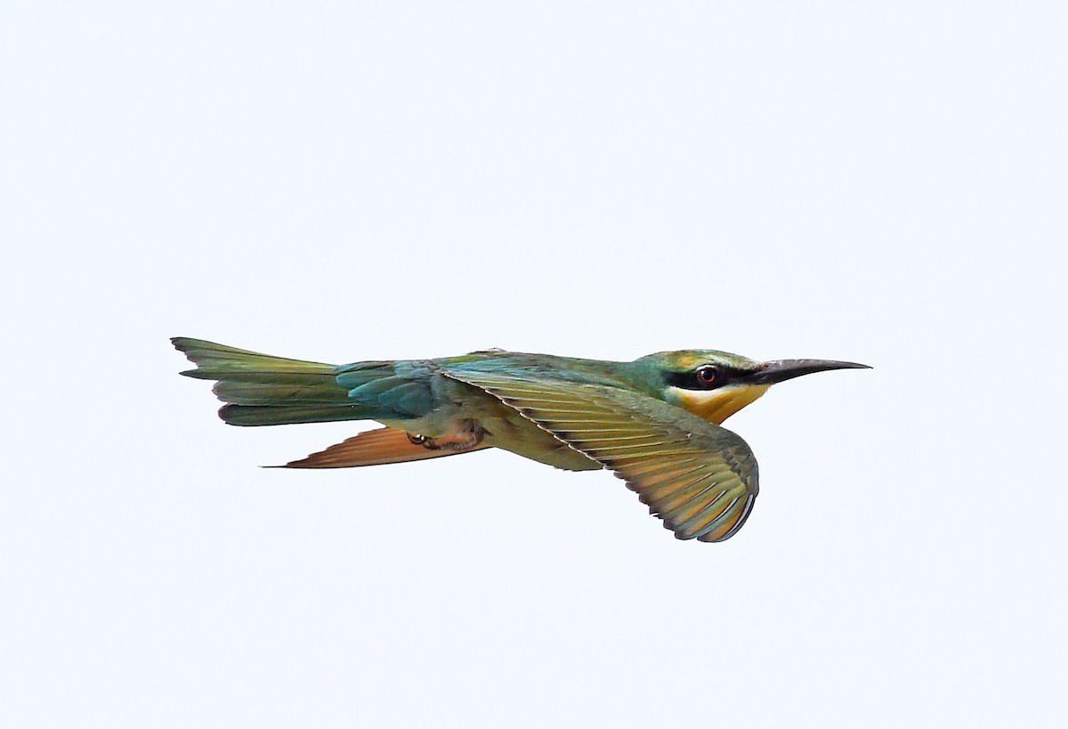 Blue-cheeked Bee-eater - ML610122244