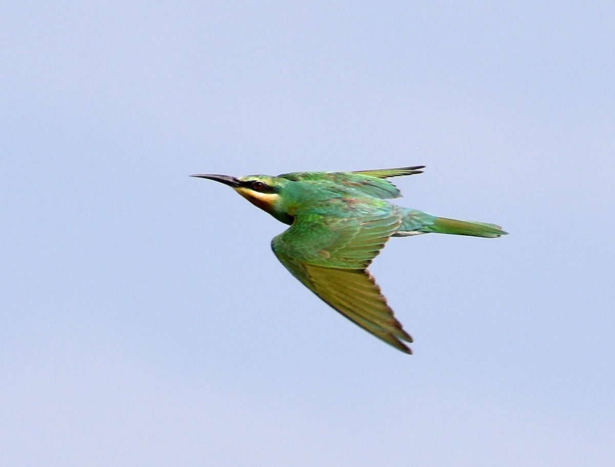 Blue-cheeked Bee-eater - ML610122248