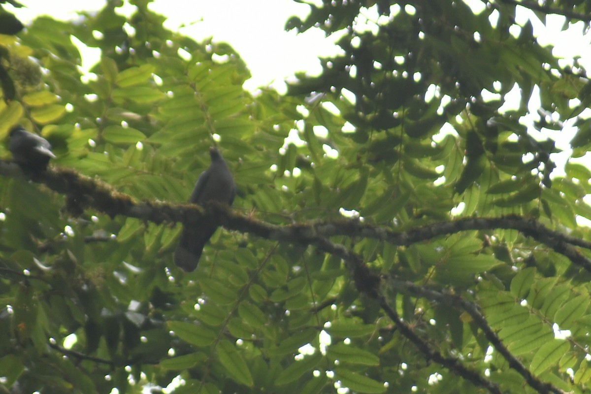 Band-tailed Pigeon - ML610122646