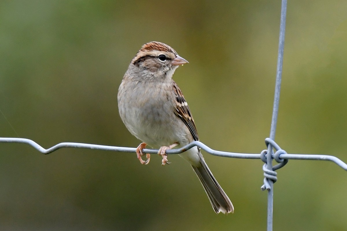 Chipping Sparrow - ML610122793