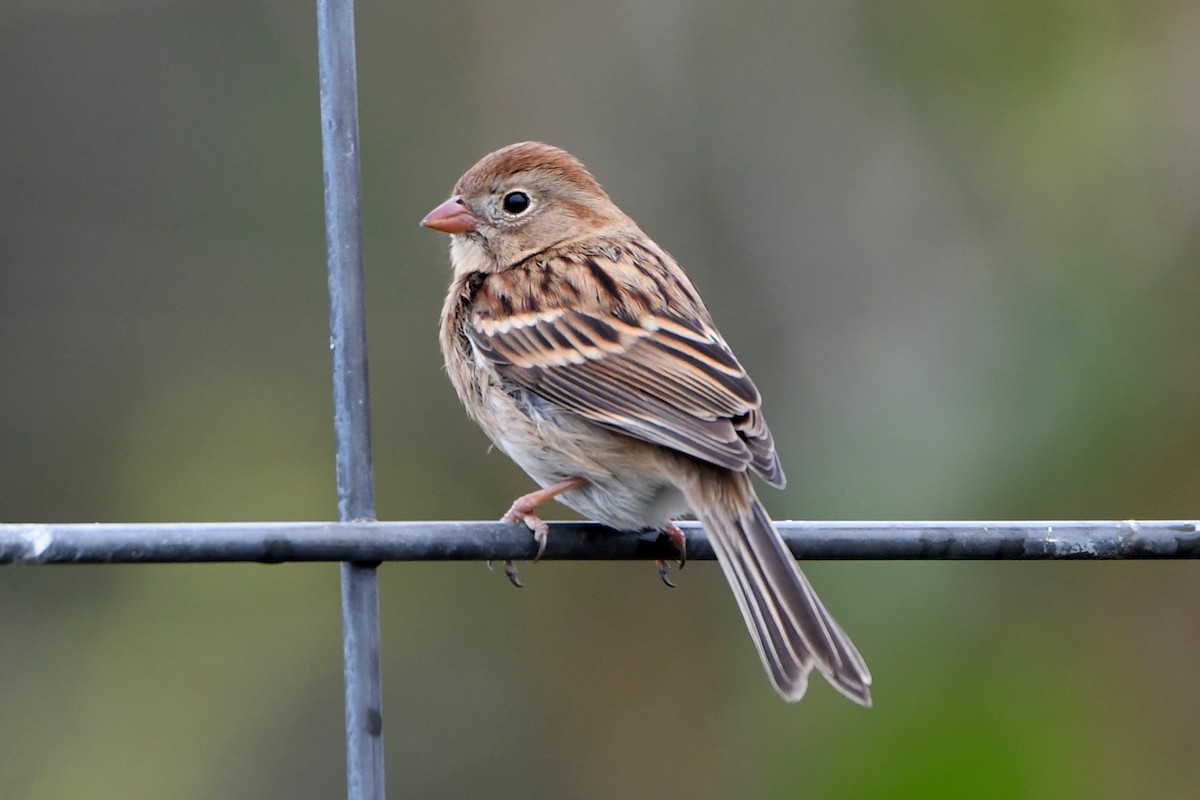 Field Sparrow - ML610122797