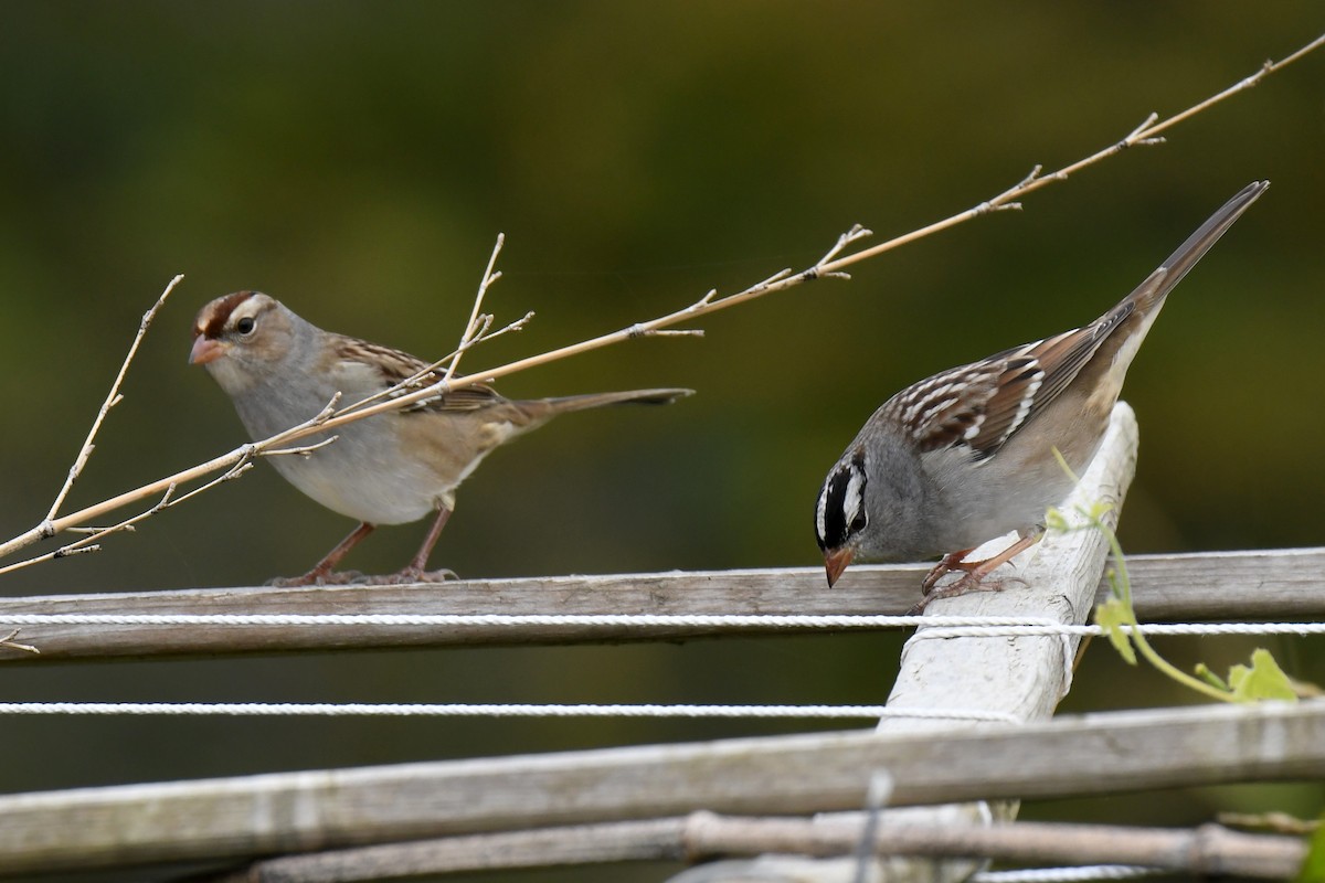 White-crowned Sparrow - ML610122812